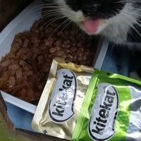 photo de livraison pour Chats Sans Toi"T"