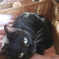 photo de livraison pour Chat de Gout'hier sans Toit