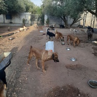 photo de livraison pour Help Adopt Moroccan Animals