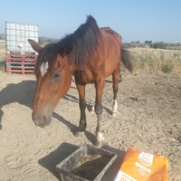 photo de livraison pour Happy Horse Day