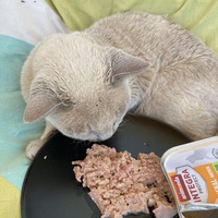 photo de livraison pour Ecole du Chat des Alpilles