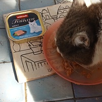 photo de livraison pour Leschatsmartinois