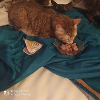photo de livraison pour Protect Cat