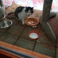 photo de livraison pour Chat de Gout'hier sans Toit