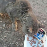 photo de livraison pour Les Chats-Pitresdelavi-Ste