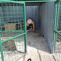 photo de livraison pour Save & Hope for Dogs