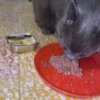 photo de livraison pour Chats-sos