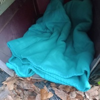 photo de livraison pour Les Chats-Pitresdelavi-Ste