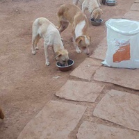 photo de livraison pour Help Adopt Moroccan Animals