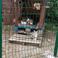 photo de livraison pour Les Chats Paix Belle du Lauragais