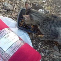 photo de livraison pour Les Chats-Pitresdelavi-Ste