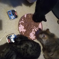 photo de livraison pour Pour l'Amour des Chats
