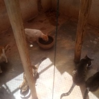 photo de livraison pour Help Adopt Moroccan Animals