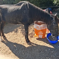 photo de livraison pour La Retraite des Chevaux des Causses