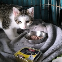 photo de livraison pour Association Chats Errants Val de Nièvre