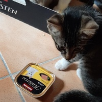 photo de livraison pour Bien vivre avec les Chats Sallélois