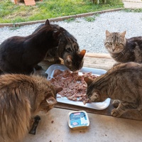 photo de livraison pour Les Coups Fourrés - ACF