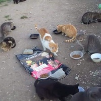 photo de livraison pour Les Chats-Pitresdelavi-Ste