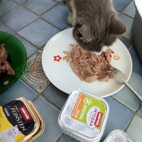 photo de livraison pour Les chats libres de Caro