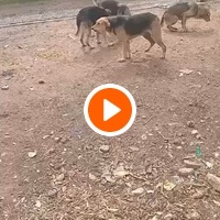 photo de livraison pour Comme Chiens et Chats Maroc