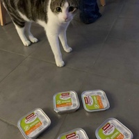 photo de livraison pour Les Chats de la Tour