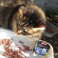 photo de livraison pour Les Chats-Pitresdelavi-Ste