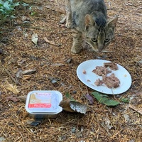 photo de livraison pour Association C.A.T.S. Chat Animal Terrien Solidarité
