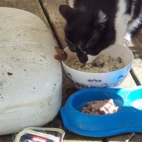 photo de livraison pour Lezard