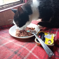 photo de livraison pour Chats Oubliés