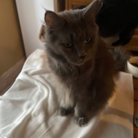 photo de livraison pour Association des Chats Camarguais