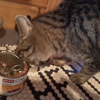 photo de livraison pour Chats errants du val du crenu