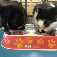 photo de livraison pour The Funny Farm Cat Rescue