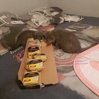 photo de livraison pour Les Chatgabonds