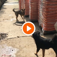 photo de livraison pour Saving Orphaned Souls Sheila's Animal Rescue Mission