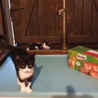 photo de livraison pour Aux Bonheurs des Aristochats