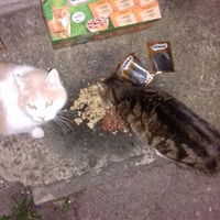 photo de livraison pour Les chats Port-Saint-Louisiens