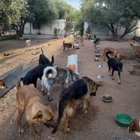 photo de livraison pour Help Adopt Moroccan Animals