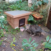photo de livraison pour Les Chats de la Rue