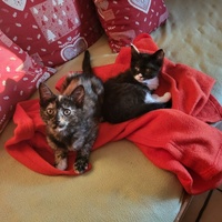 photo de livraison pour Chat de Gout'hier sans Toit