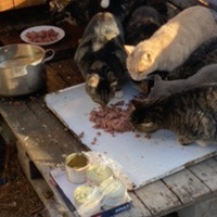 photo de livraison pour Les chats Port-Saint-Louisiens