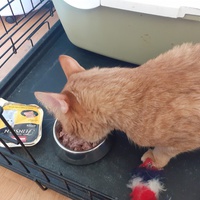 photo de livraison pour SOS Chats en Détresse