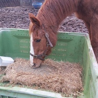photo de livraison pour Equi-Libre : Droit à la Retraite Equine