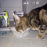 photo de livraison pour Les Chats de la Rue