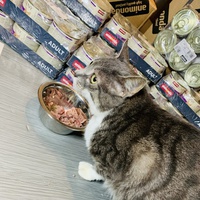 photo de livraison pour Aide aux Animaux Normandie