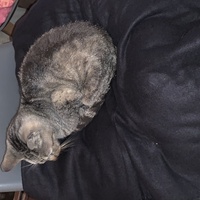 photo de livraison pour Un Ronron d'Espoir 33