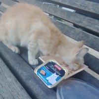 photo de livraison pour Les Chats-Pitresdelavi-Ste