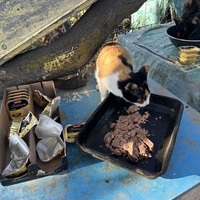 photo de livraison pour Les chats Port-Saint-Louisiens