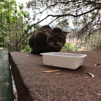 photo de livraison pour L'école du Chat d'Ollioules