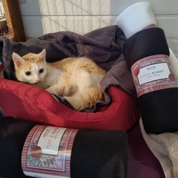 photo de livraison pour Les Chats'nonymes