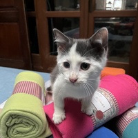 photo de livraison pour Association C.A.T.S. Chat Animal Terrien Solidarité